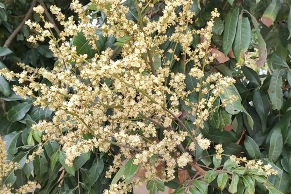 蜂蜜的种类，常见的有槐花蜜、百花蜜等