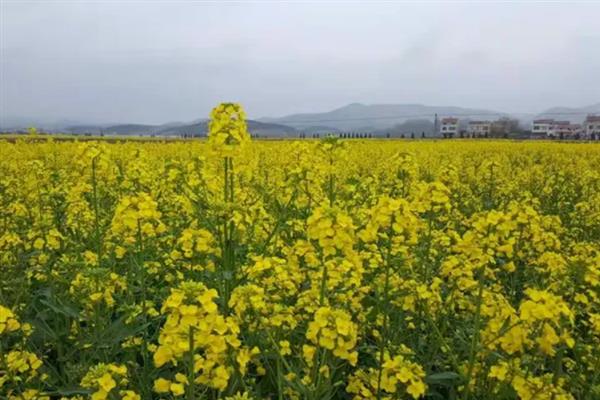 蜂蜜的种类，常见的有槐花蜜、百花蜜等