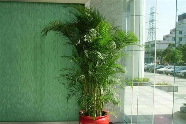 凤尾竹叶尖发黄干枯如何处理，视情况采取补水、遮光、换土等措施