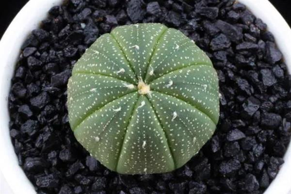 星兜的养殖方法，每次浇水要浇透