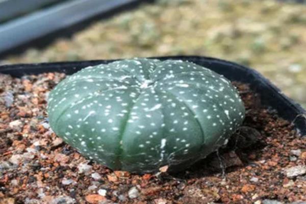 星兜的养殖方法，每次浇水要浇透