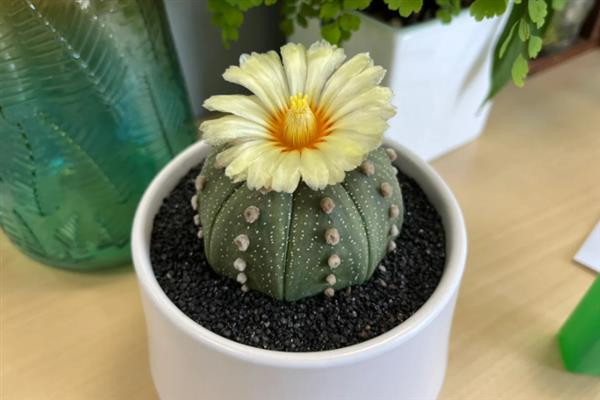 星兜的养殖方法，每次浇水要浇透