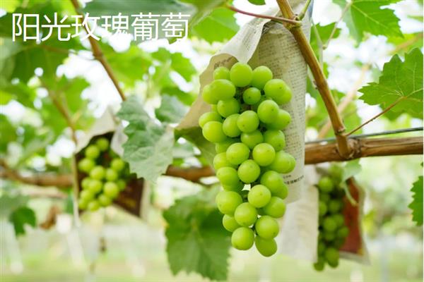 好吃的葡萄品种，常见的有阳光玫瑰葡萄、夏黑葡萄等