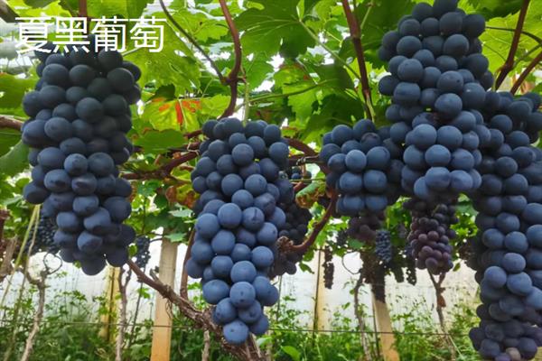 好吃的葡萄品种，常见的有阳光玫瑰葡萄、夏黑葡萄等
