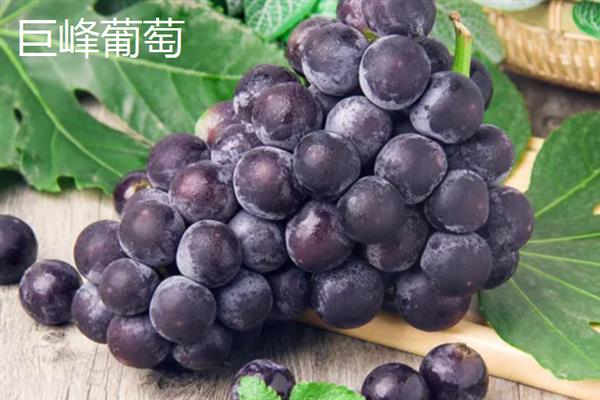 好吃的葡萄品种，常见的有阳光玫瑰葡萄、夏黑葡萄等