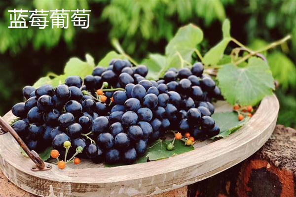 好吃的葡萄品种，常见的有阳光玫瑰葡萄、夏黑葡萄等