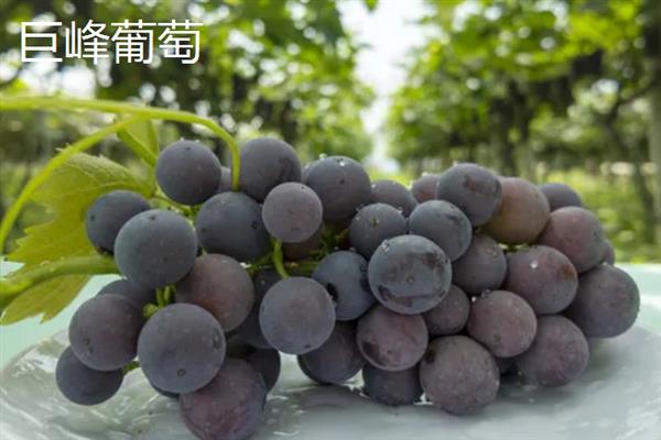 好吃的葡萄品种，常见的有阳光玫瑰葡萄、夏黑葡萄等