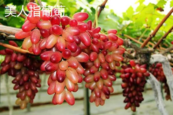 好吃的葡萄品种，常见的有阳光玫瑰葡萄、夏黑葡萄等