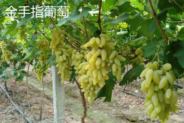 好吃的葡萄品种，常见的有阳光玫瑰葡萄、夏黑葡萄等