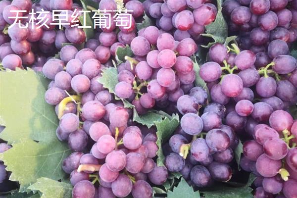 好吃的葡萄品种，常见的有阳光玫瑰葡萄、夏黑葡萄等