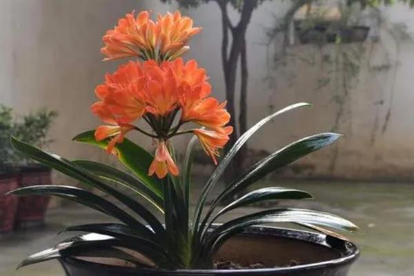 君子兰能否在阳台上养护，养在光线强烈的地方会导致叶片枯黄