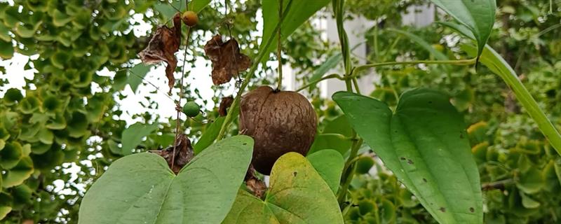 山药豆如何种植，按照15厘米的距离播种