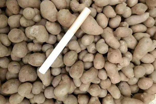 山药豆如何种植，按照15厘米的距离播种