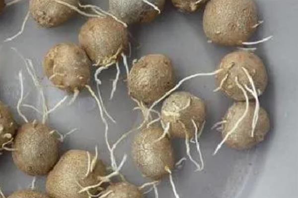 山药豆如何种植，按照15厘米的距离播种