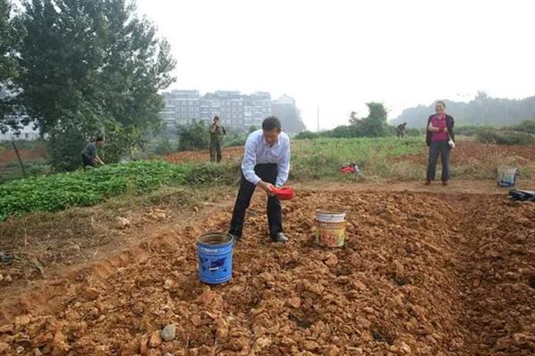 山药豆如何种植，按照15厘米的距离播种