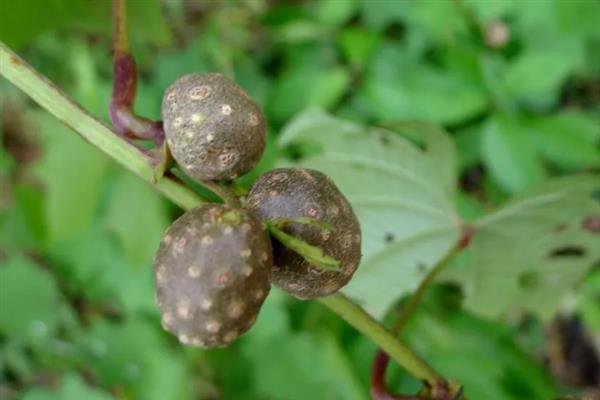 山药豆如何种植，按照15厘米的距离播种