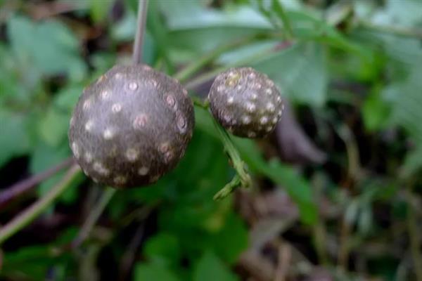 山药豆如何种植，按照15厘米的距离播种