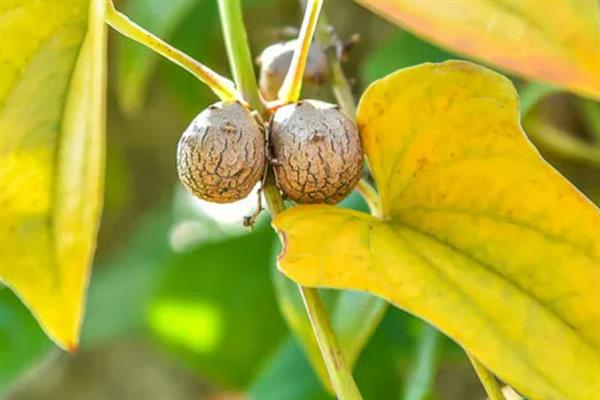 山药豆如何种植，按照15厘米的距离播种