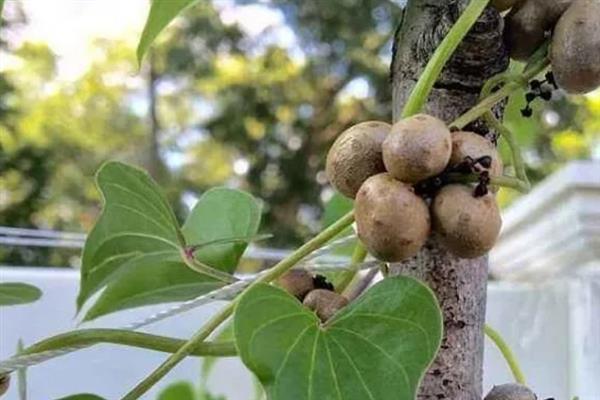 山药豆如何种植，按照15厘米的距离播种