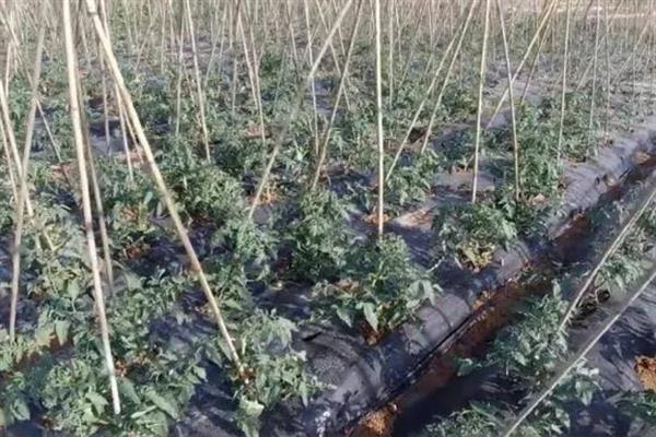 番茄常见的病虫害及防治方法，常见的有早疫病、脐腐病等