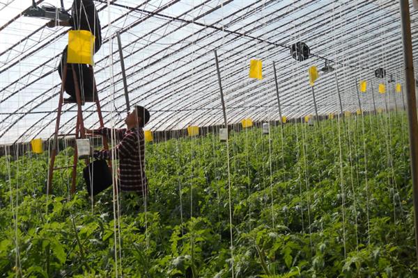番茄常见的病虫害及防治方法，常见的有早疫病、脐腐病等