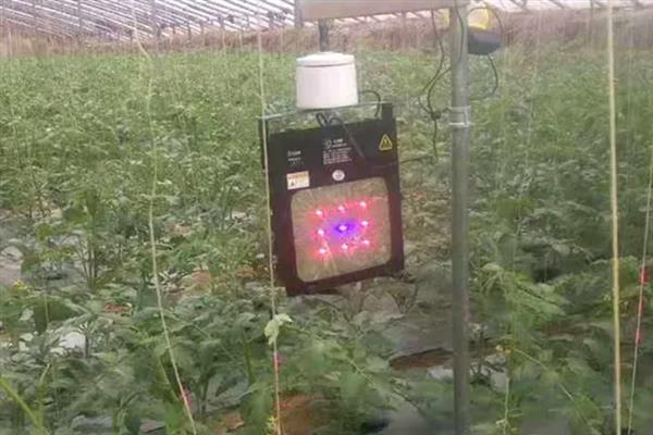 番茄常见的病虫害及防治方法，常见的有早疫病、脐腐病等