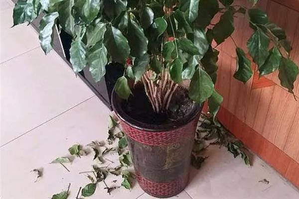 幸福树叶片背面有粘液的原因，一般是受到了蚧壳虫的危害