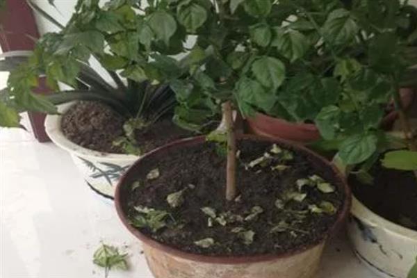 幸福树叶片背面有粘液的原因，一般是受到了蚧壳虫的危害