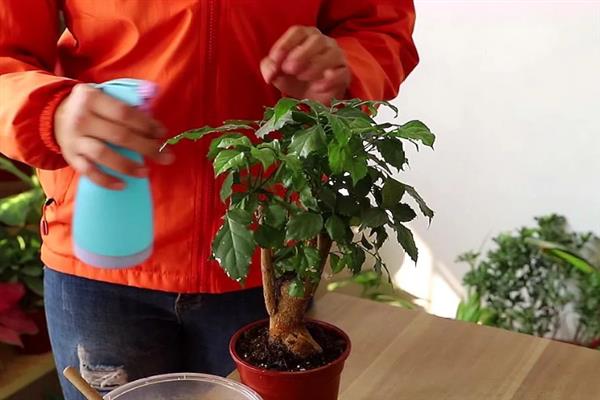 幸福树叶片背面有粘液的原因，一般是受到了蚧壳虫的危害
