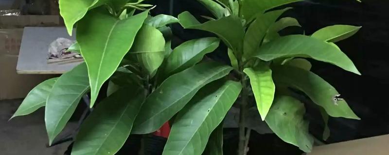黄桷兰的叶片为什么发黄掉落，大多是浇水不当、强光照射、发生病虫害等因素引起