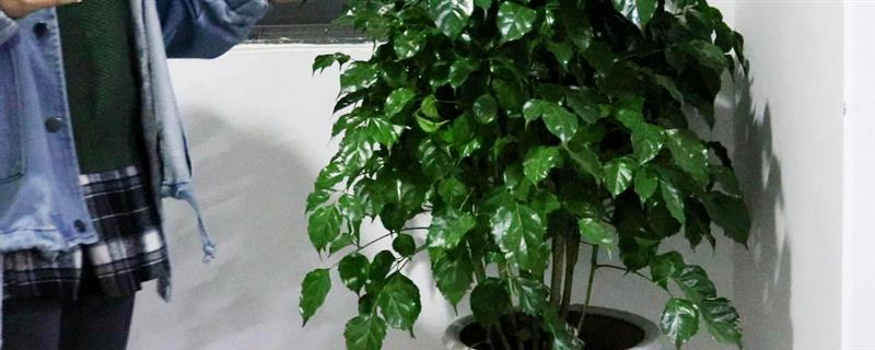 幸福树叶片背面有粘液的原因，一般是受到了蚧壳虫的危害
