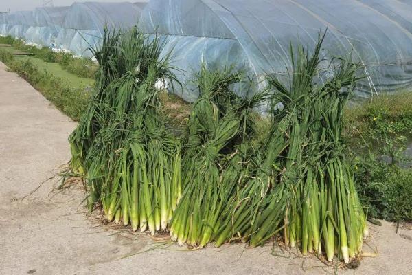 茭白冬天能种植吗，冬天是可以种植的