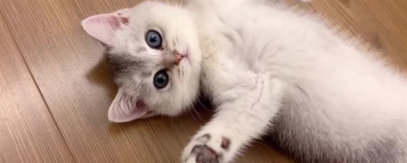 猫咪会不会来月经，猫咪不会来月经