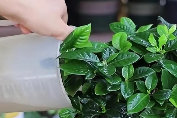 栀子什么时候播种，在春秋两个季节播种
