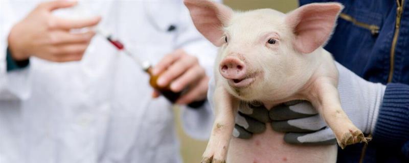 猪用林可霉素加头孢能治疗哪种病，猪咳嗽时不清楚发病原因便可使用