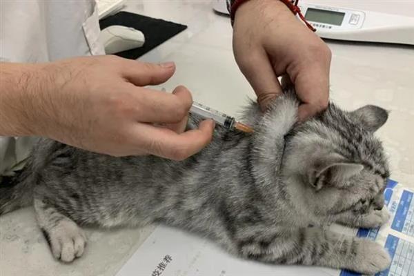 猫咪会不会来月经，猫咪不会来月经