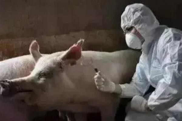 猪用林可霉素加头孢能治疗哪种病，猪咳嗽时不清楚发病原因便可使用