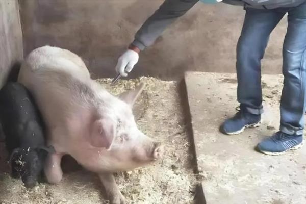 猪用林可霉素加头孢能治疗哪种病，猪咳嗽时不清楚发病原因便可使用