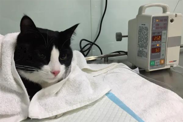 猫咪会不会来月经，猫咪不会来月经