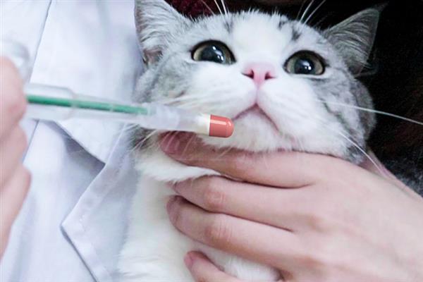 猫咪会不会来月经，猫咪不会来月经