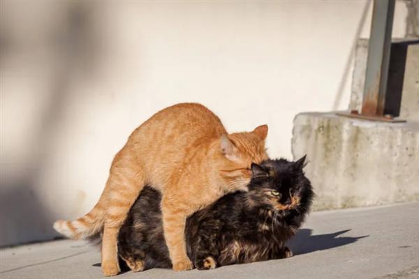 猫咪会不会来月经，猫咪不会来月经