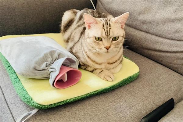 猫咪会不会来月经，猫咪不会来月经