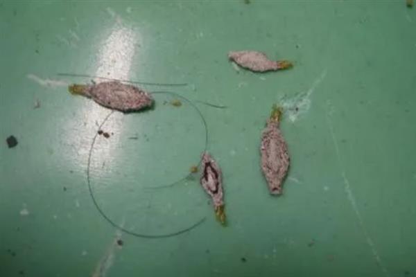 衣蛾幼虫如何才能彻底消灭，可以使用杀虫剂