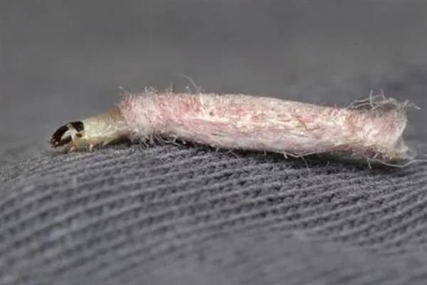 衣蛾幼虫如何才能彻底消灭，可以使用杀虫剂