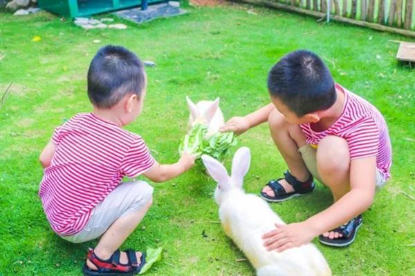 怎么知道兔子是否已经认主，它们会主动接近主人
