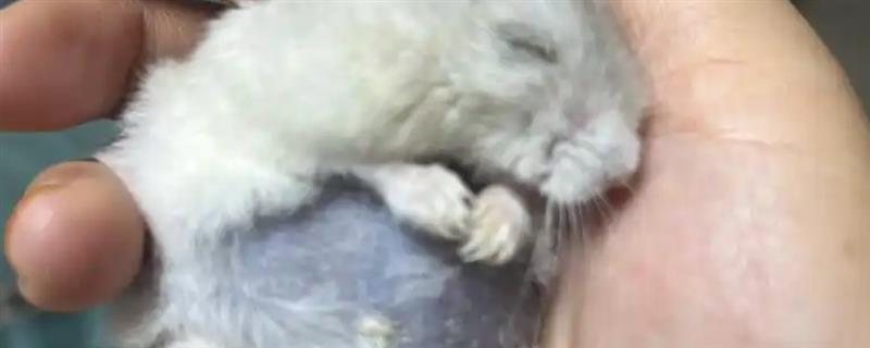 仓鼠的肚子为什么鼓鼓的，可能是过度进食、过度肥胖或长了肿瘤