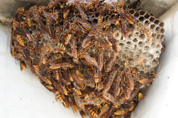 一窝马蜂能培育几只蜂王,大多是一窝一王的情况