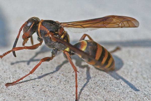 一窝马蜂能培育几只蜂王,大多是一窝一王的情况