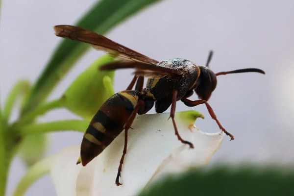 一窝马蜂能培育几只蜂王,大多是一窝一王的情况