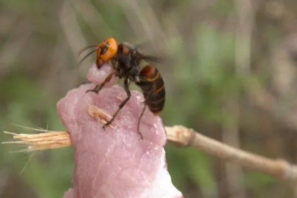 一窝马蜂能培育几只蜂王,大多是一窝一王的情况